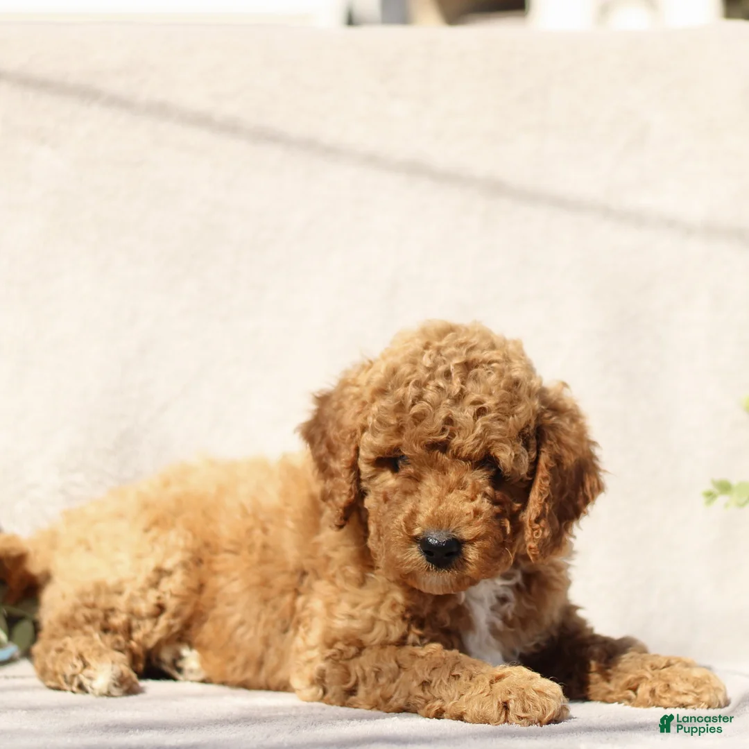 Mini Goldendoodle dogs for sale: Max  - Ad 2