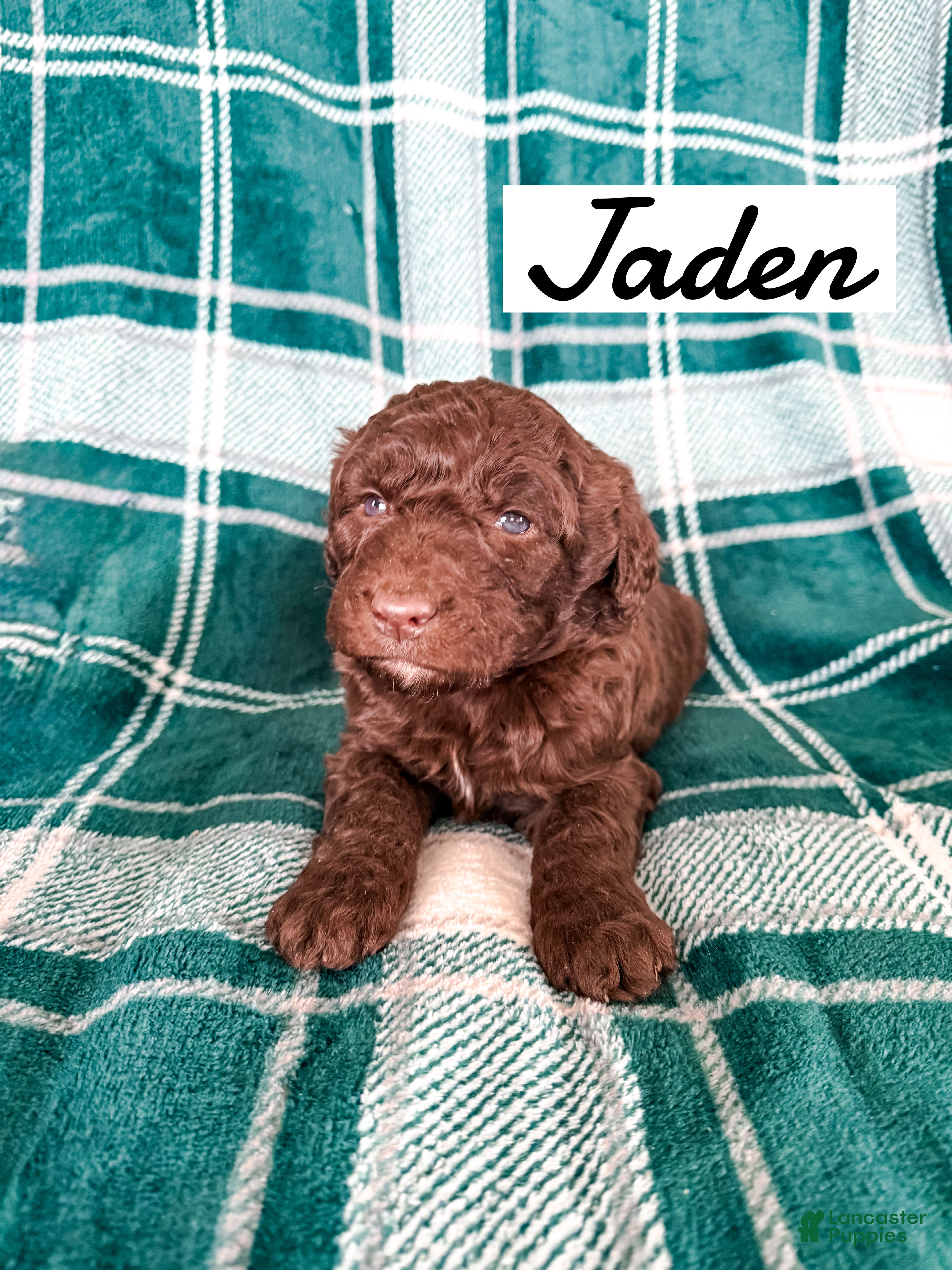 Aussiedoodle dogs Jaden - Ad 29