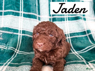 Aussiedoodle dogs Jaden - Ad 19