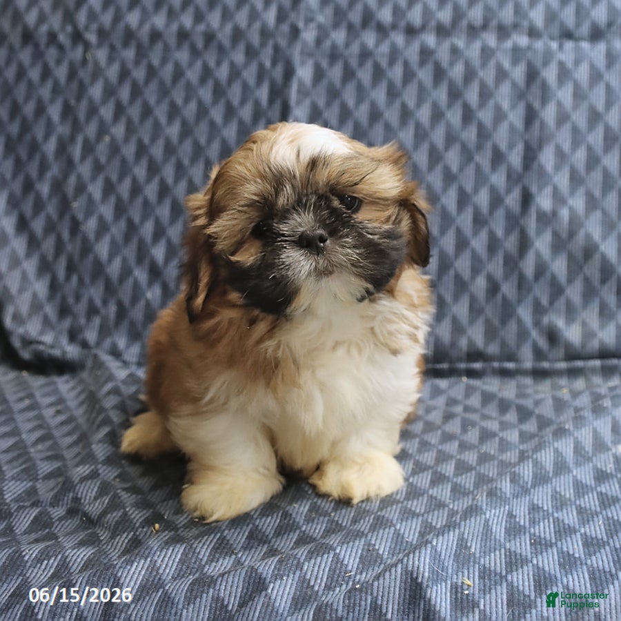 Shih Tzu dogs Chase - Ad 2