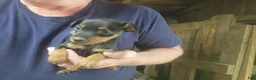 Miniature Pinscher dogs for sale: Teddy - Ad 3