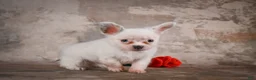 Chihuahua dogs for sale: Alex - Ad 3