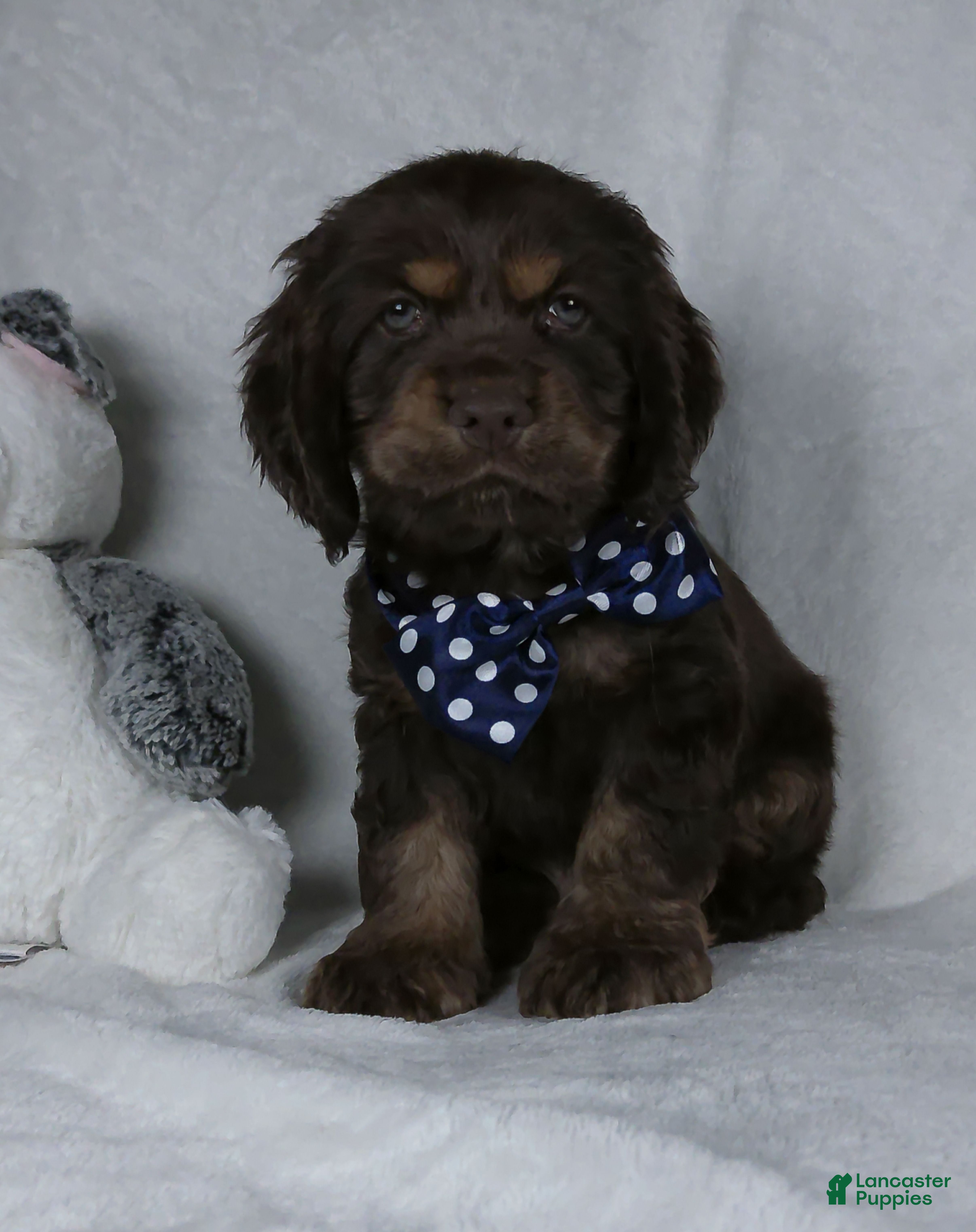 Cocker Spaniel dogs for sale: Cocoa - Ad 4