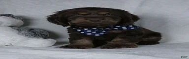 Cocoa