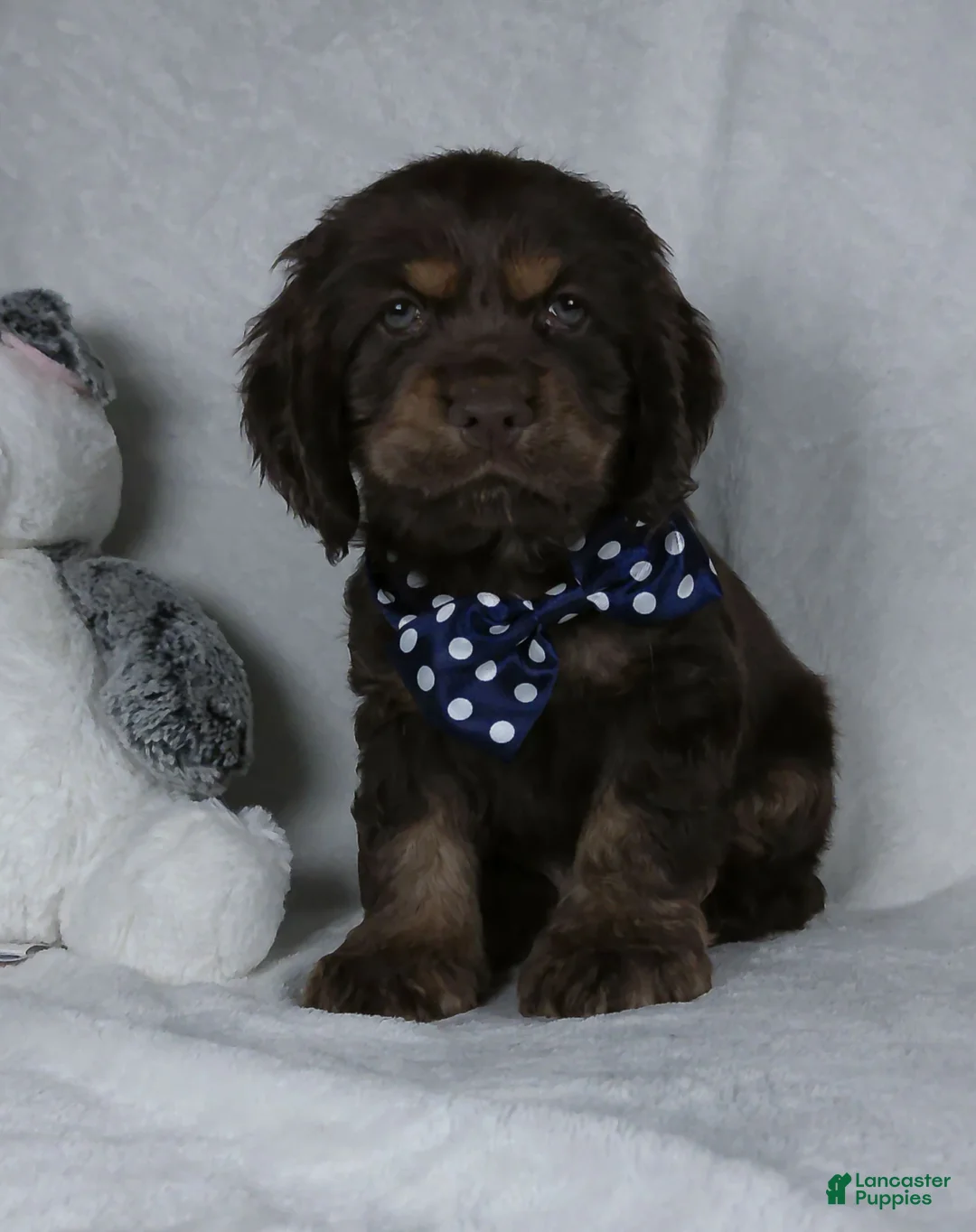 Cocker Spaniel dogs for sale: Cocoa - Ad 1