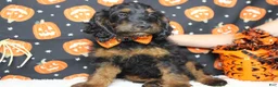 Cockapoo dogs for sale: Toffee  - Ad 13