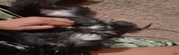 Miniature Schnauzer dogs for sale: Miniature Schnauzer Puppy 1 - Ad 1