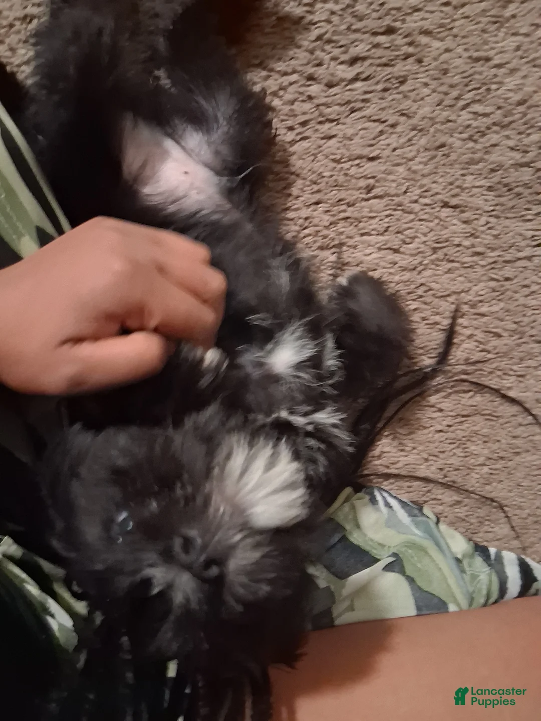 Miniature Schnauzer dogs for sale: Miniature Schnauzer Puppy 1 - Ad 1