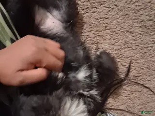 Miniature Schnauzer dogs Miniature Schnauzer Puppy 1 - Ad 1