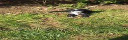 Mini Bernedoodle dogs for sale: Piper  - Ad 5
