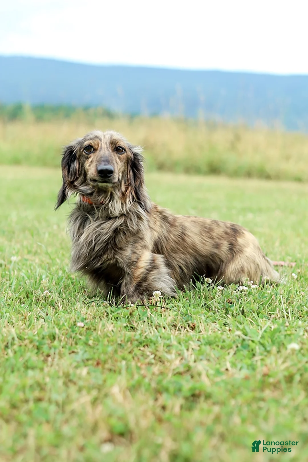 Miniature Dachshund dogs for sale: Alexis - Ad 10