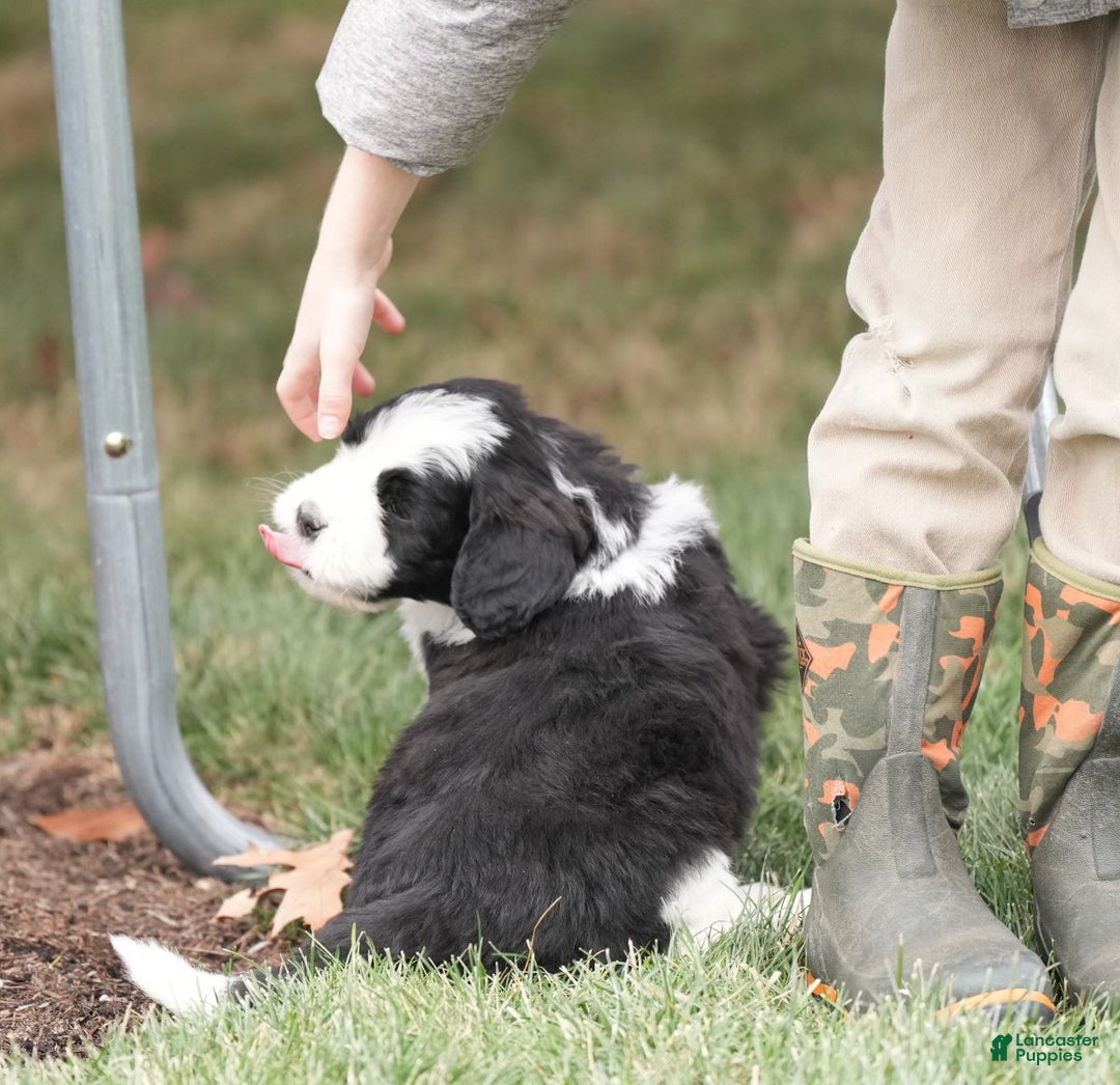 Saint Berdoodles dogs for sale: Bear - Ad 4