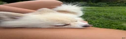 Pomeranian dogs for sale: Gucci - Ad 4