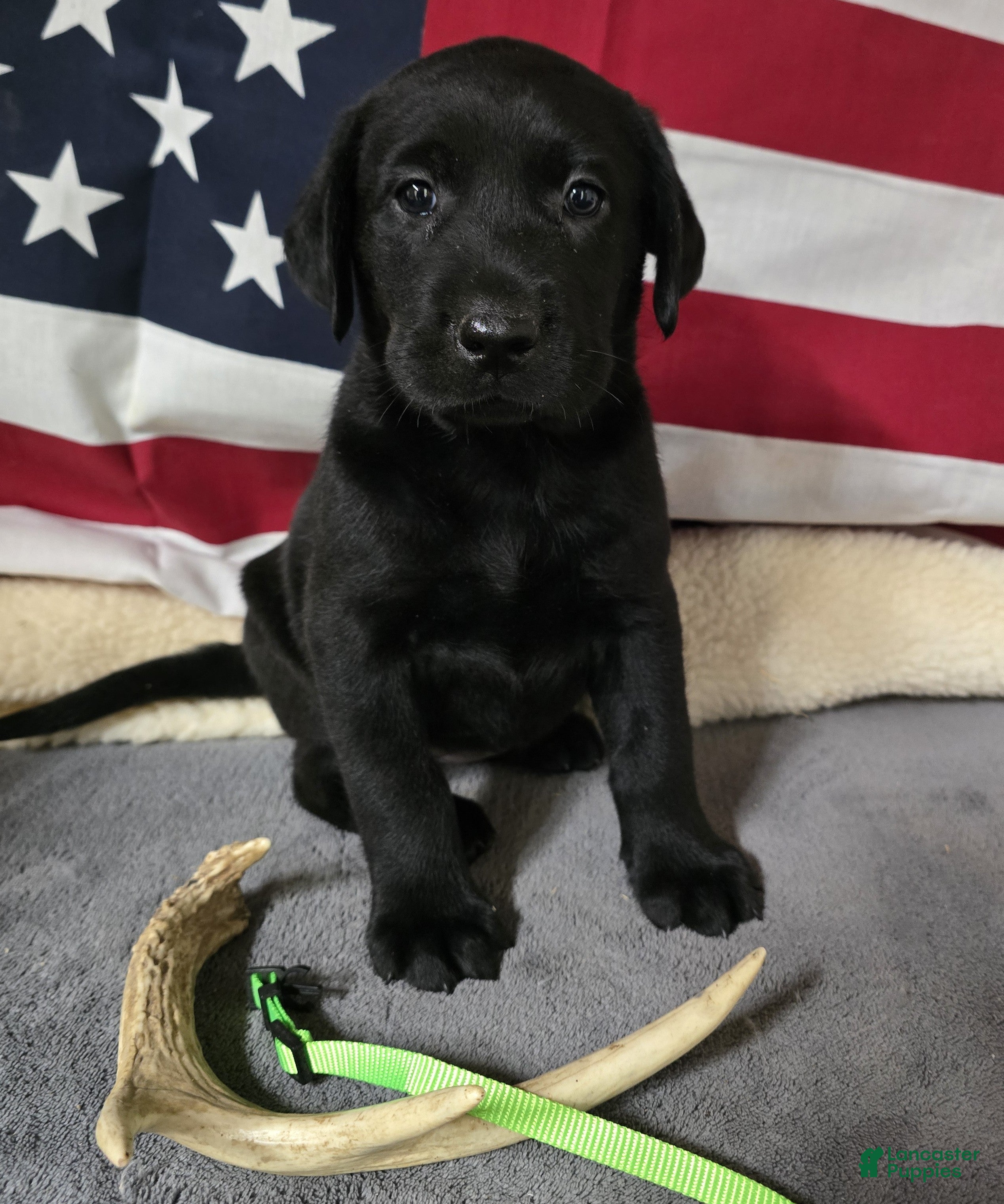 Labrador Retriever dogs Lime Green Collar - Ad 1