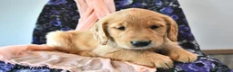 Golden Retriever dogs for sale: Toffee  - Ad 1