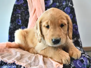 Golden Retriever dogs for sale: Toffee - Ad 4