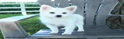 Pomsky dogs for sale: Alex - Ad 4