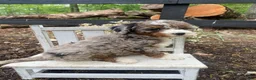 Bernedoodle dogs for sale: Snickers - Ad 1