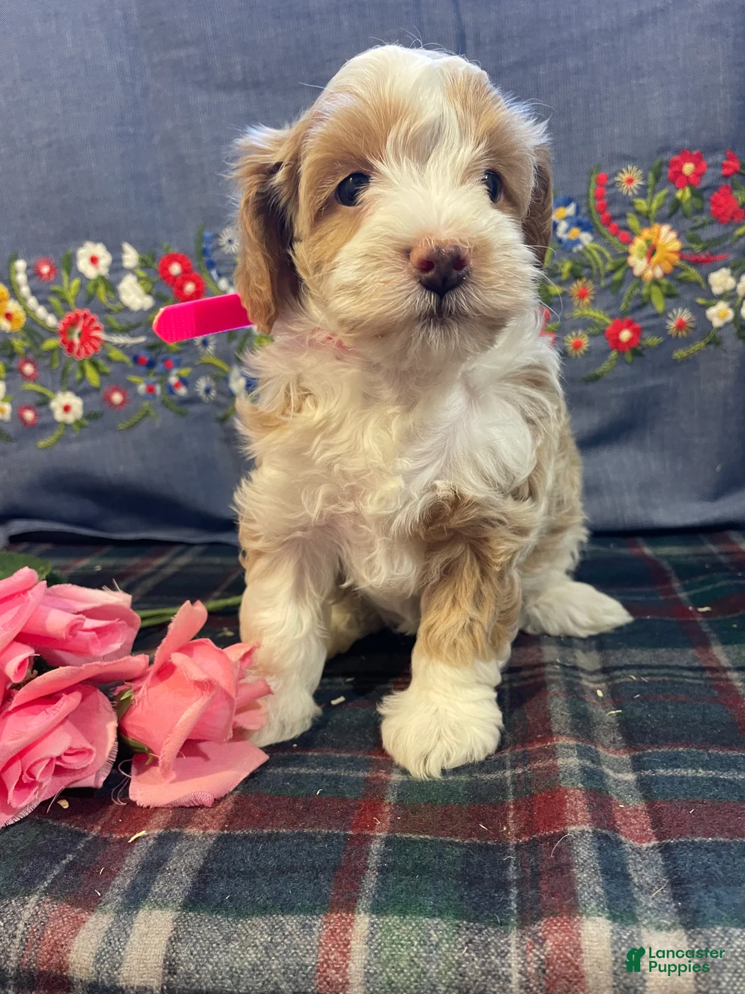 Havapoo dogs for sale: Venus - Ad 3