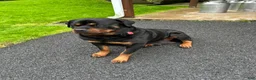 Rottweiler dogs for sale: Tom - Ad 3