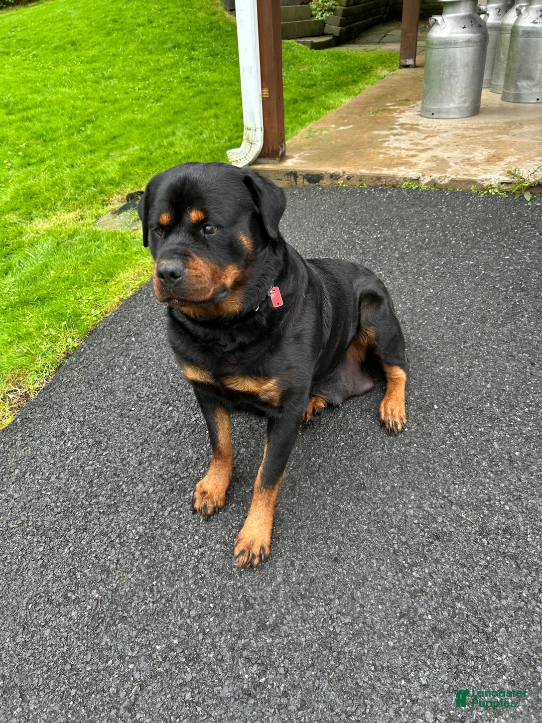 Rottweiler dogs for sale: Billy - Ad 5