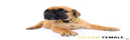 Cane Corso dogs for sale: Blue Male - Ad 23