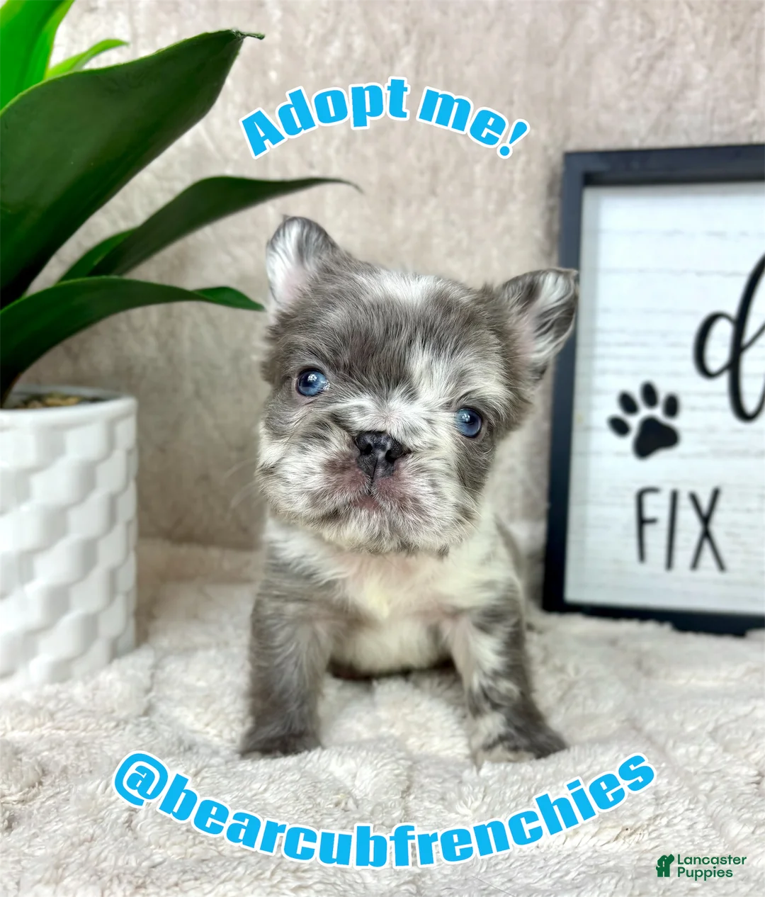 French Bulldog dogs for sale: Adorable Merle male - Ad 1