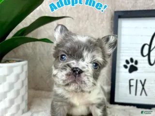 French Bulldog dogs Adorable Merle male - Ad 20