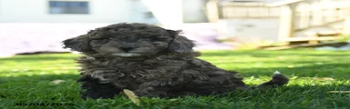 Nutmeg