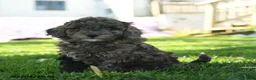 Mini Aussiedoodle dogs for sale: Nutmeg - Ad 1