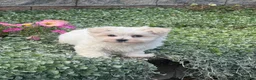 Maltese dogs for sale: Mason 🍁 - Ad 3