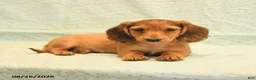 Dachshund dogs for sale: Leo - Ad 3