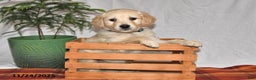 Golden Retriever dogs for sale: Prince - Ad 3