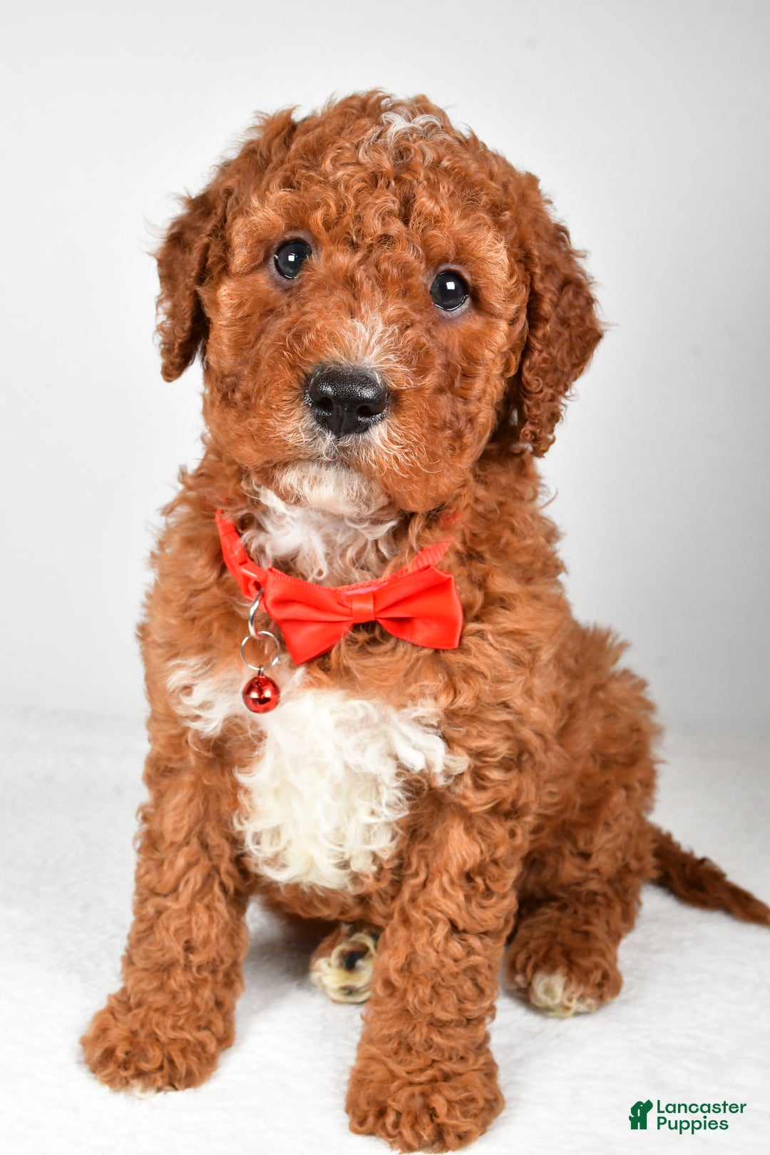 Cavapoo dogs for sale: Tristan  - Ad 6