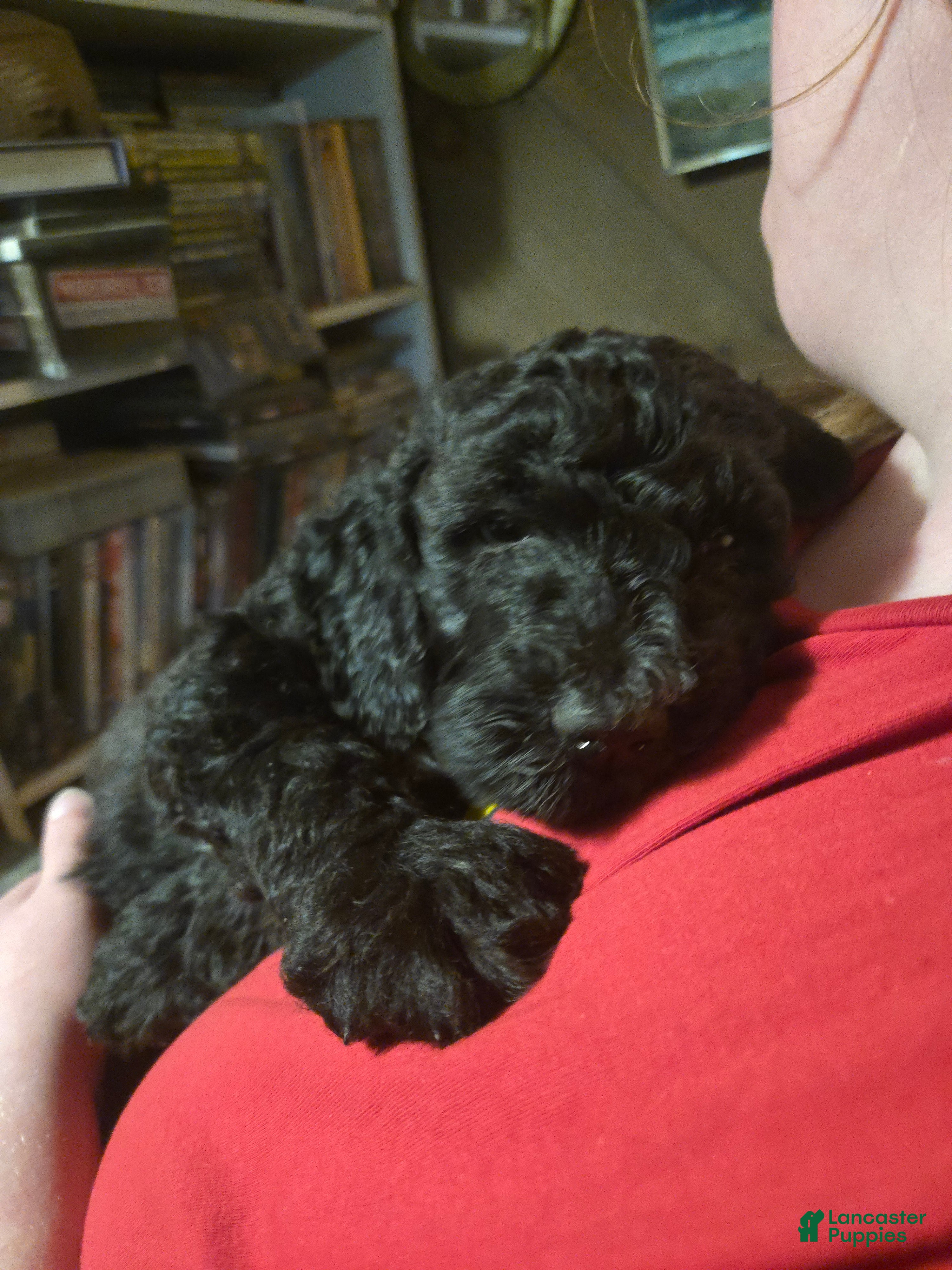 Standard Poodle dogs Dahlia - Ad 1