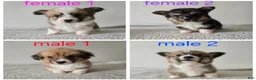 Mixed Breed dogs for sale: Female 1 - Ad 4