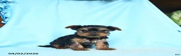 Yorkshire Terrier dogs for sale: Paprika - Ad 3
