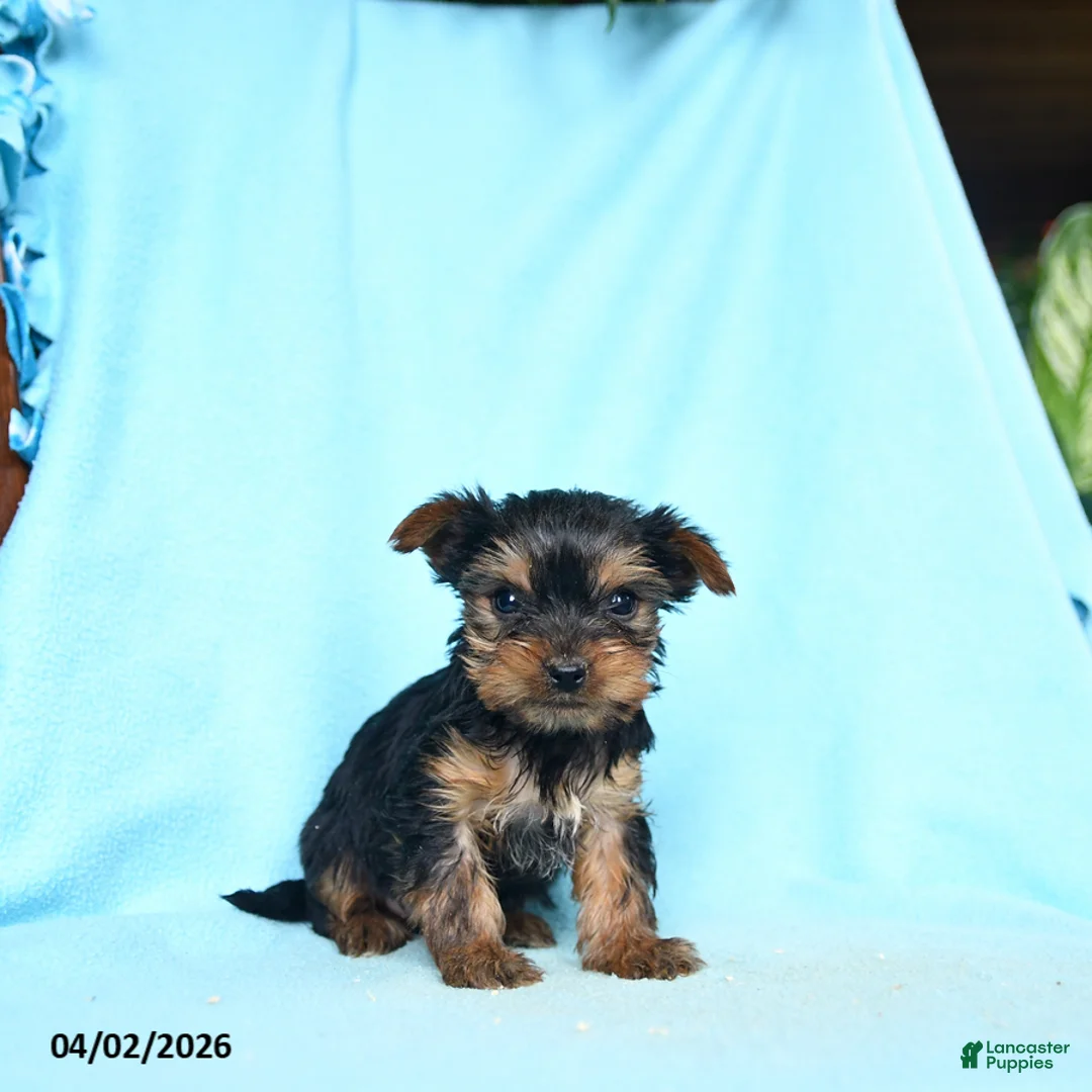 Yorkshire Terrier dogs for sale: Paprika - Ad 3