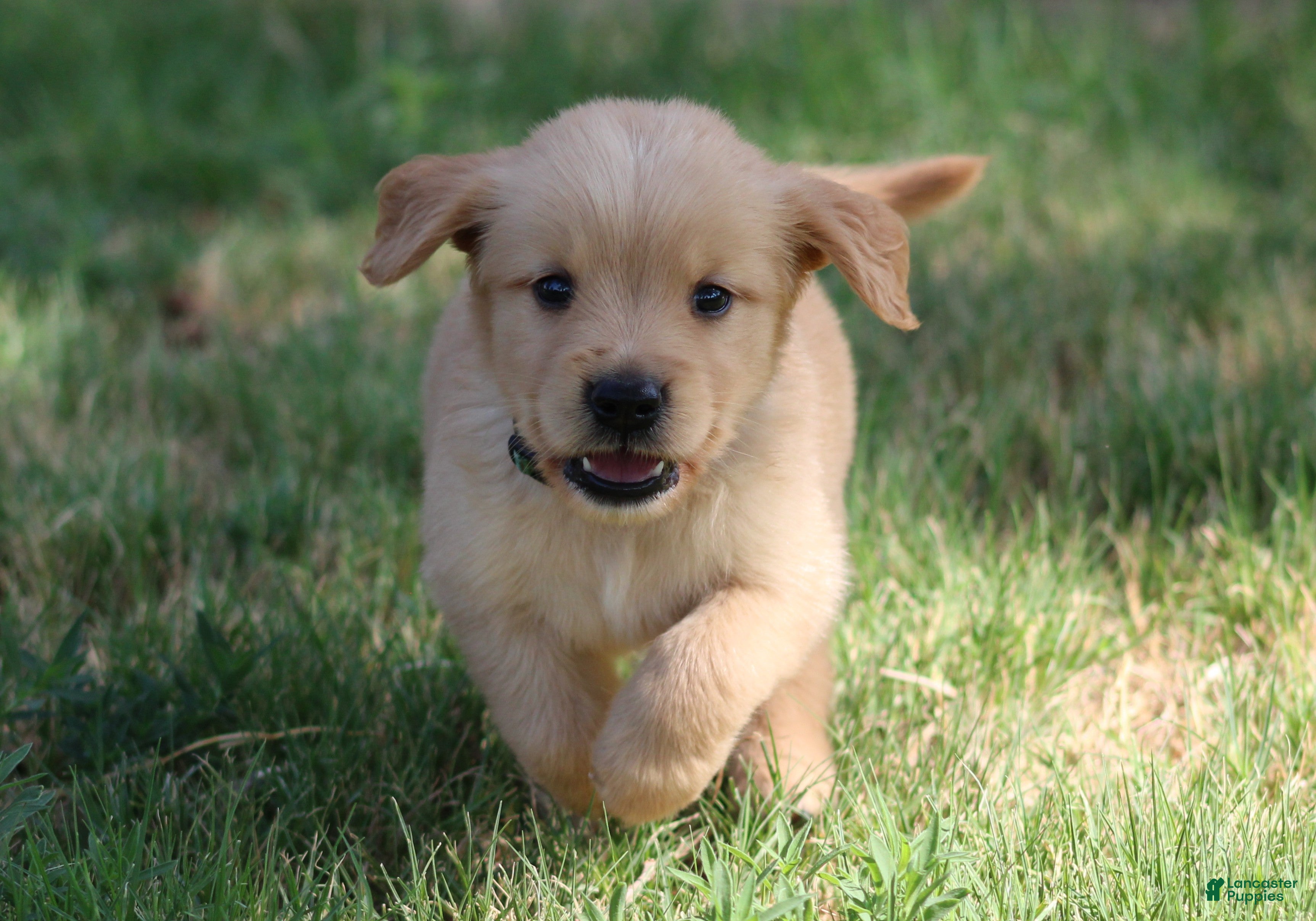 Golden Retriever dogs Oliver - Ad 2