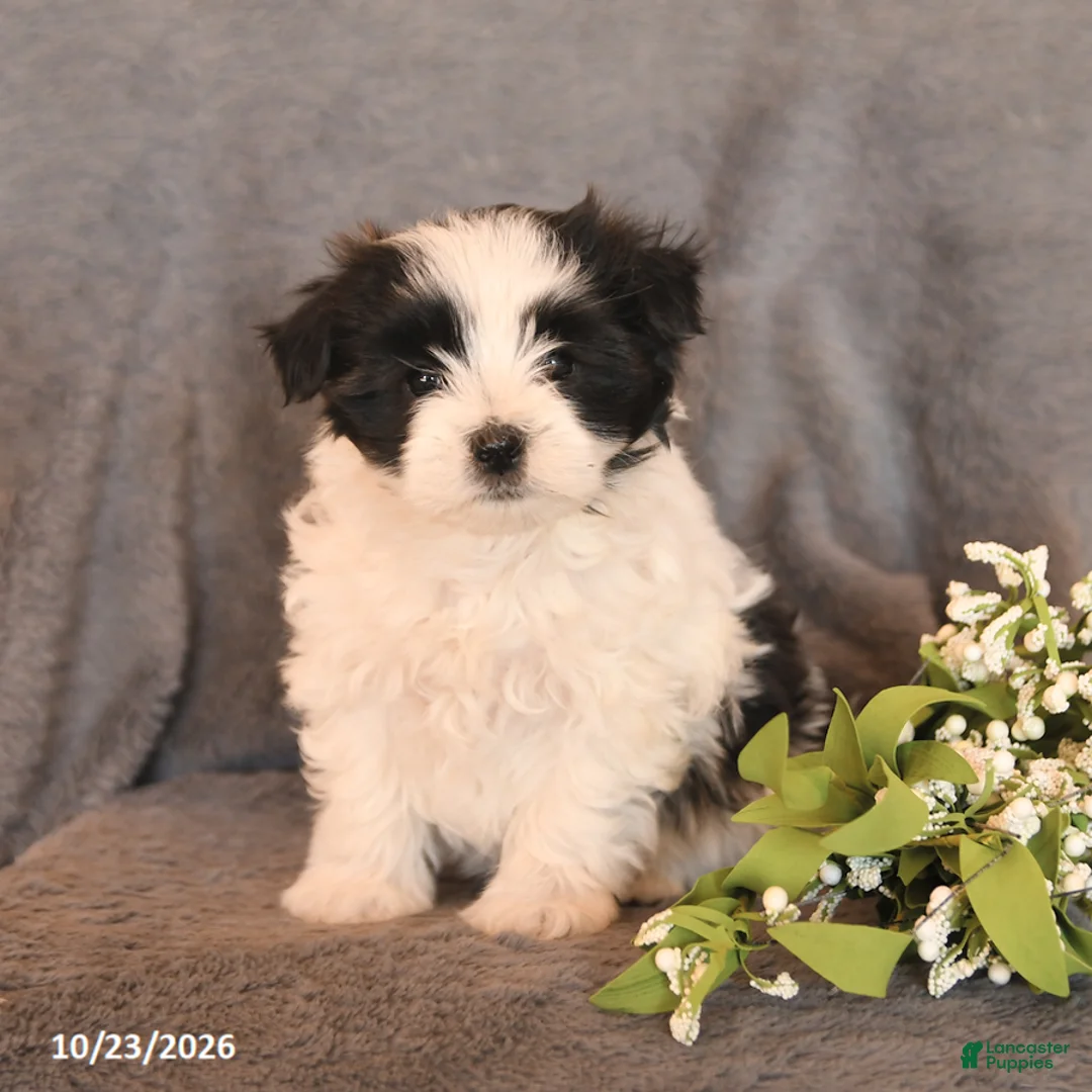 Morkie dogs for sale: Sophie - Ad 3