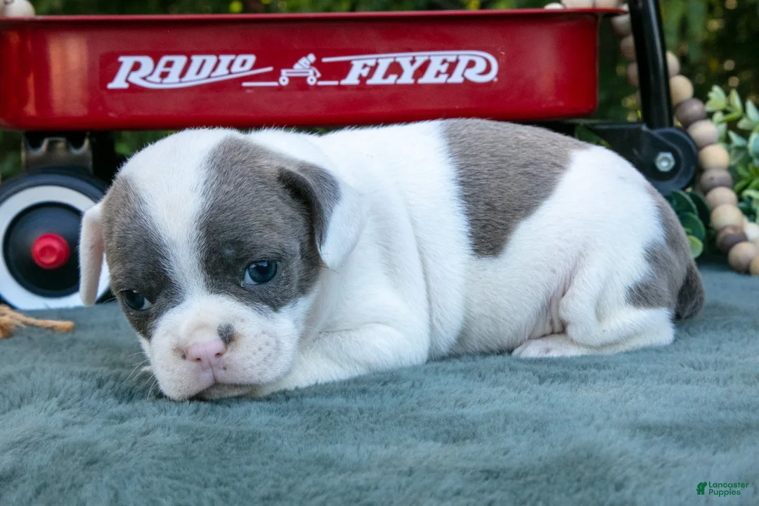 Frenchton dogs for sale: Cynthia - Ad 3