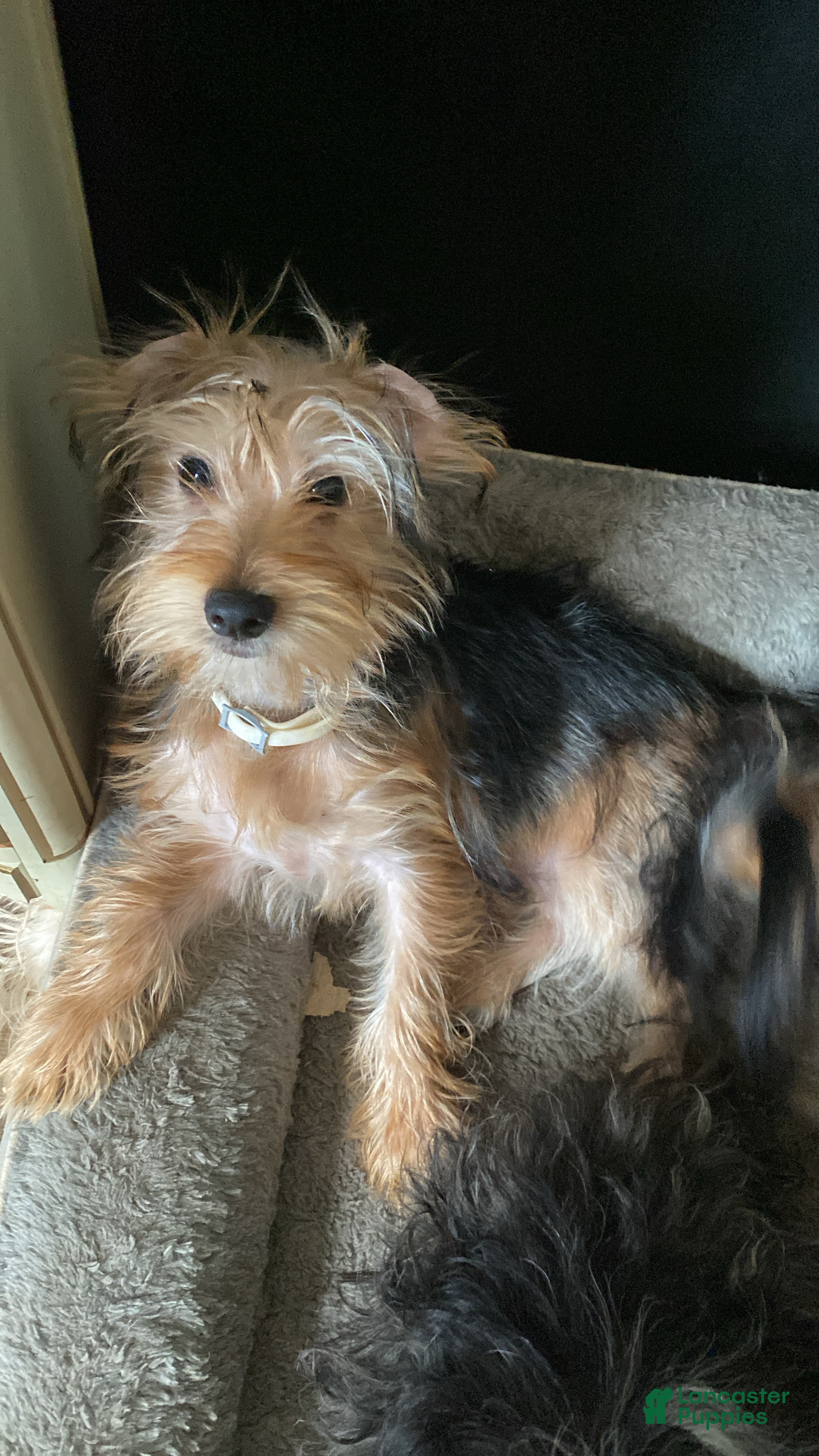 Morkie dogs Duke - Ad 26