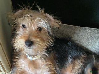 Morkie dogs Duke - Ad 30