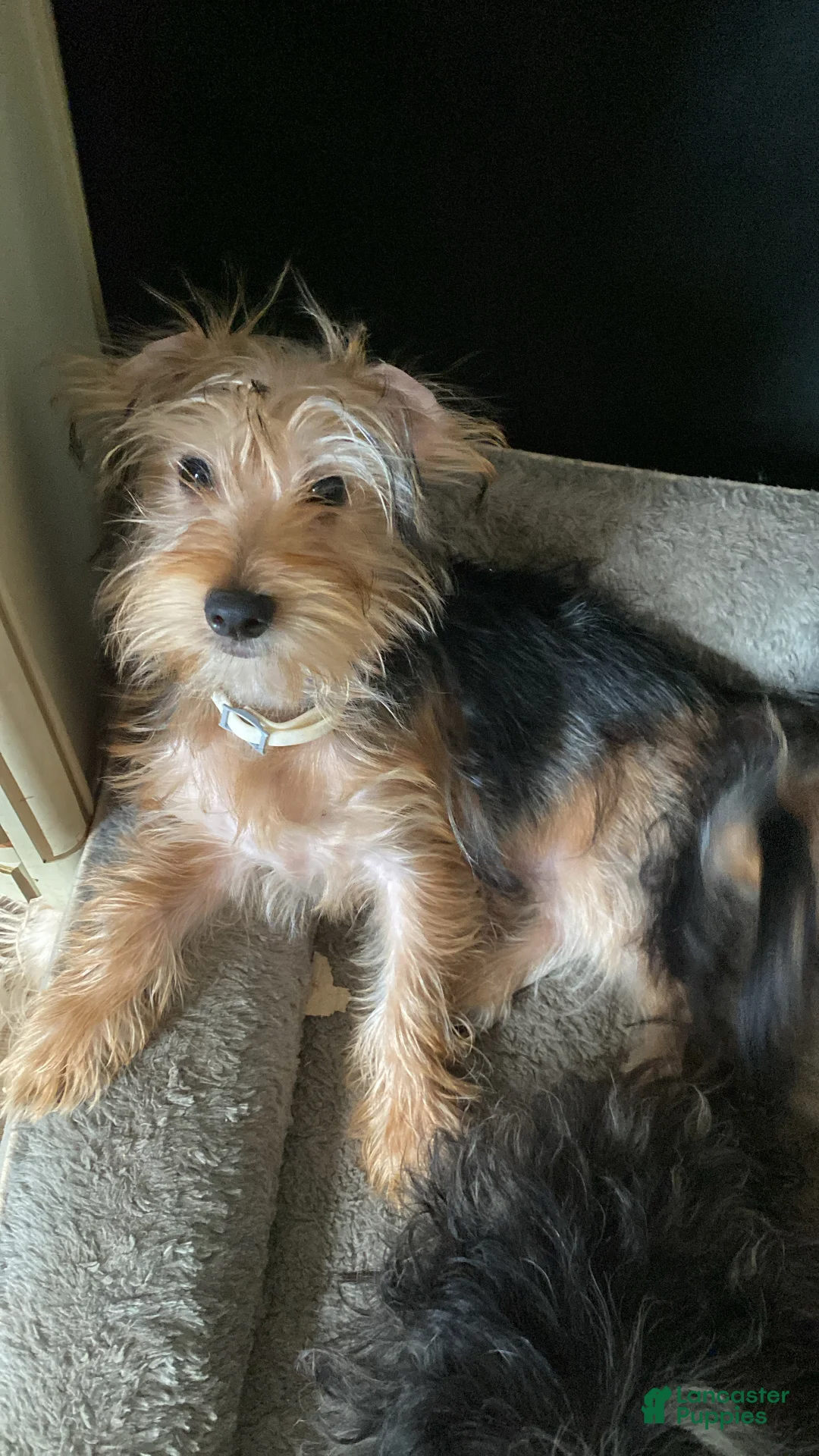 Morkie dogs for sale: Duke - Ad 1