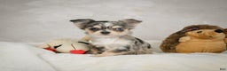 Chihuahua dogs for sale: Bella - Ad 3