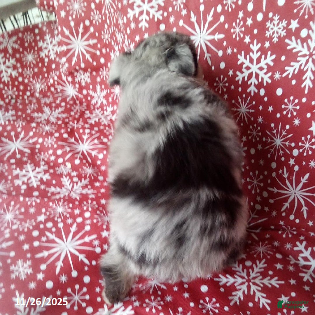 Miniature Australian Shepherd dogs for sale: Candy - Ad 2