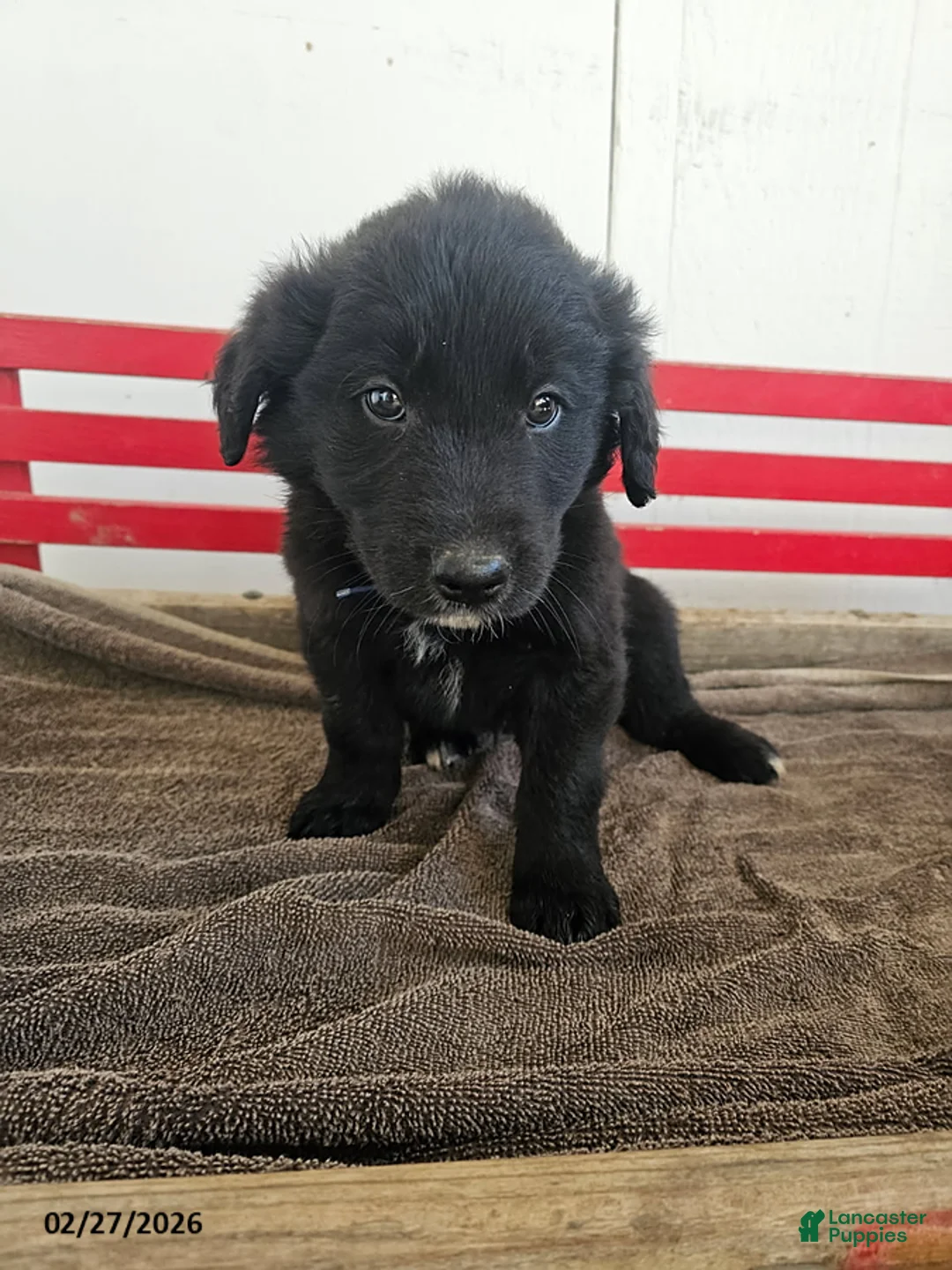 Mixed Breed dogs for sale: Leo - Ad 1