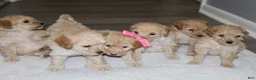 Miniature Poodle dogs for sale: Miniature Poodle Puppy 3 - Ad 12