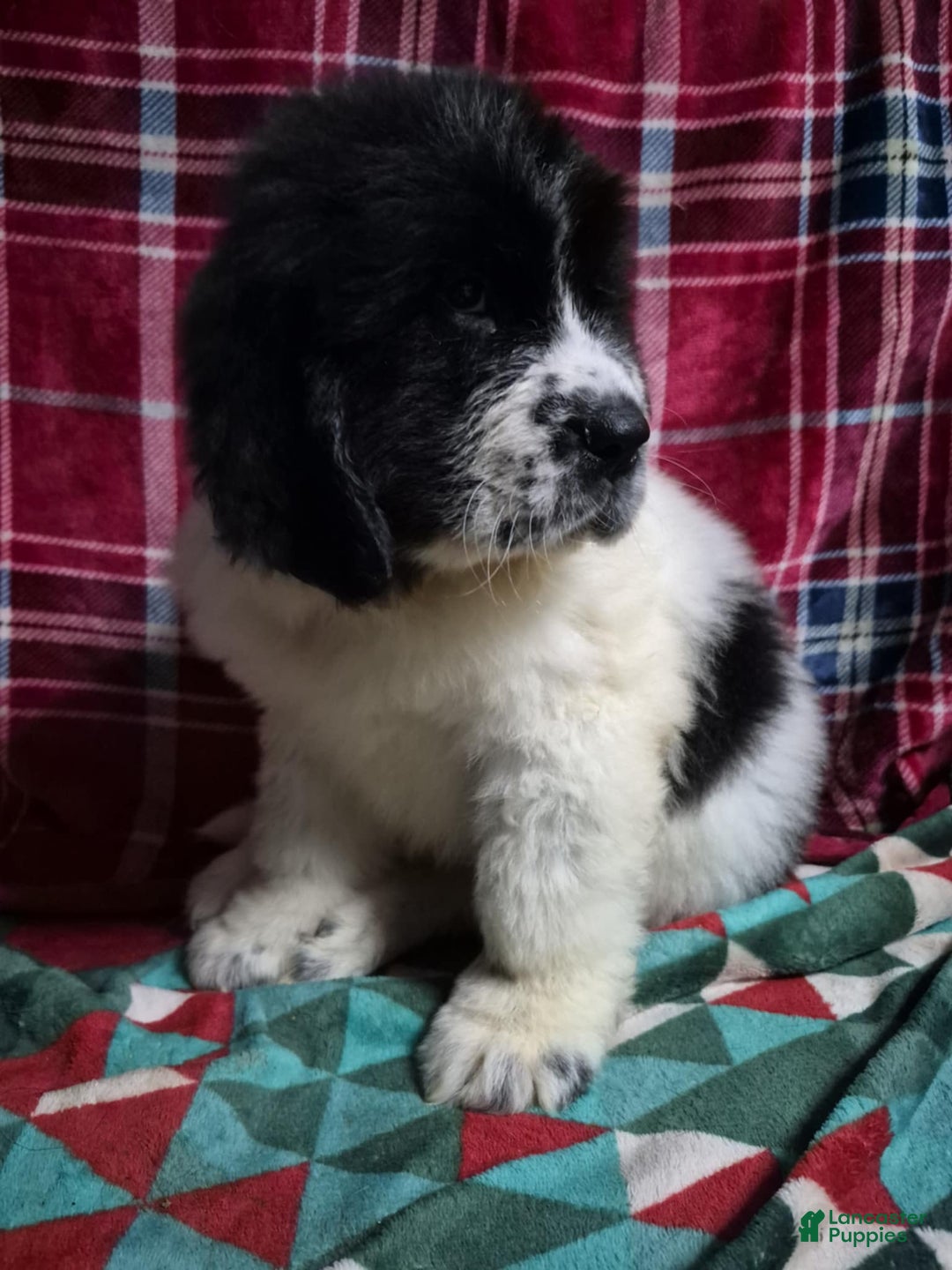 Newfoundland dogs for sale: Newfoundland Puppy 1 - Ad 6