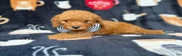 Cavapoo dogs for sale: Lance - Ad 6